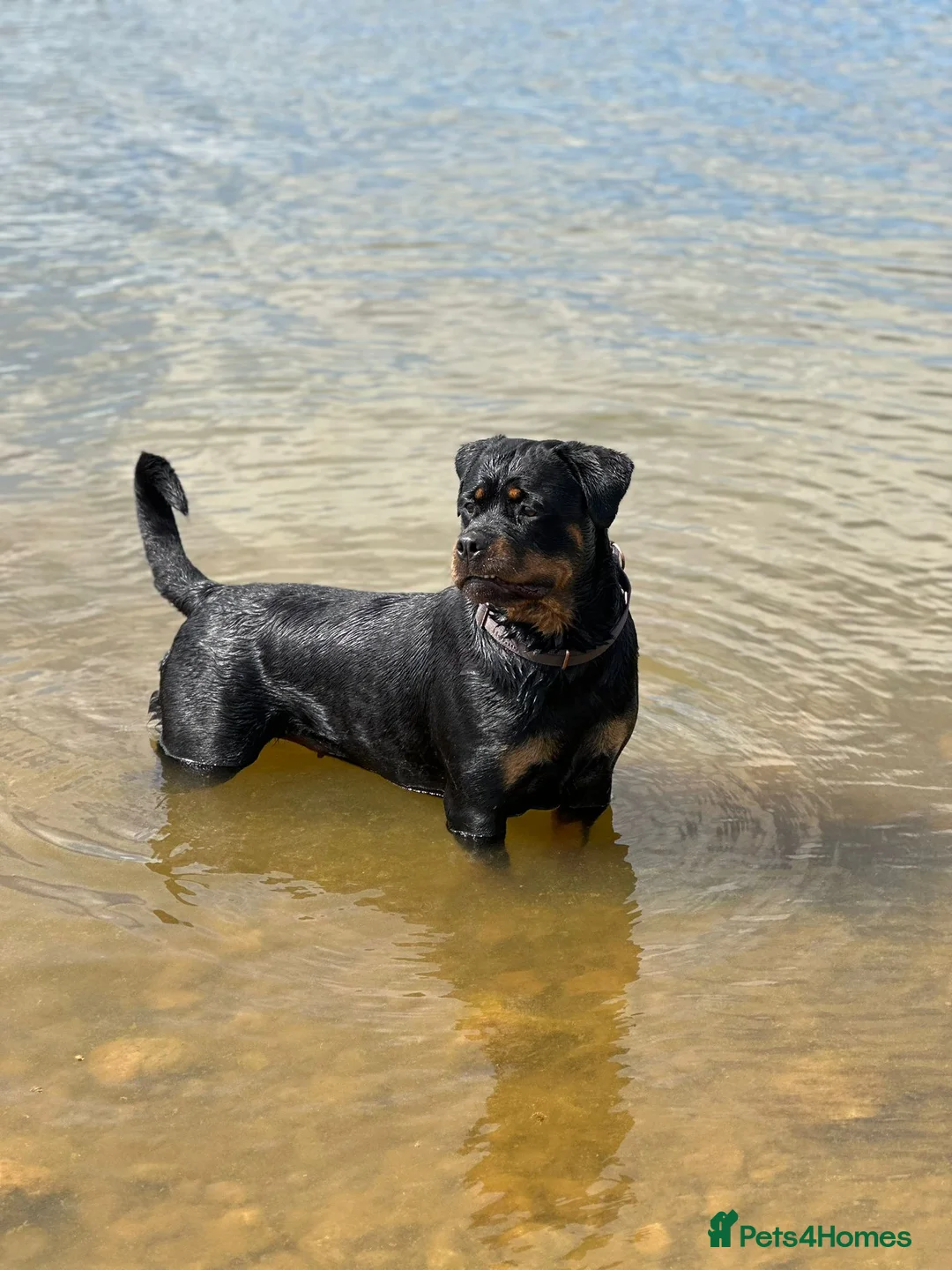 Rottweiler dogs for sale: Champion Bloodline German Rottweiler Puppies - Advert 1