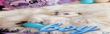Scottish Fold 2