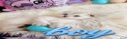 Scottish Fold cats for sale: 🐾 Stunning Scottish kitties 🐾 - Advert 3