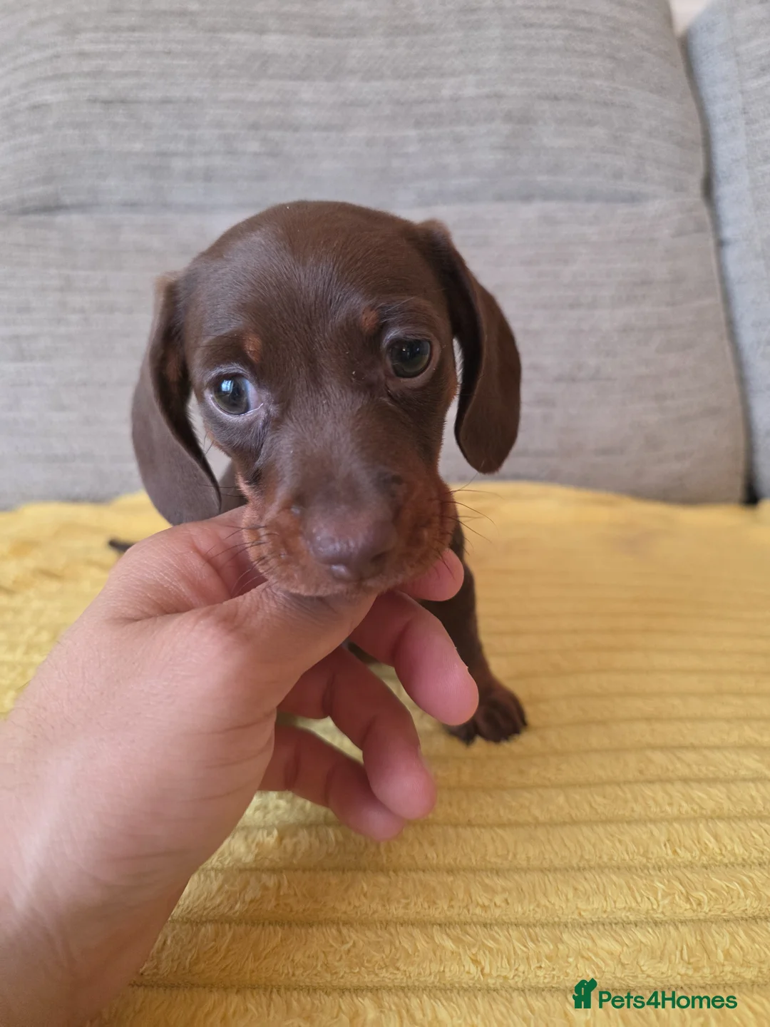 Miniature Dachshund dogs for sale: Mini brown and tan dachshund  in Llanelli - Advert 11