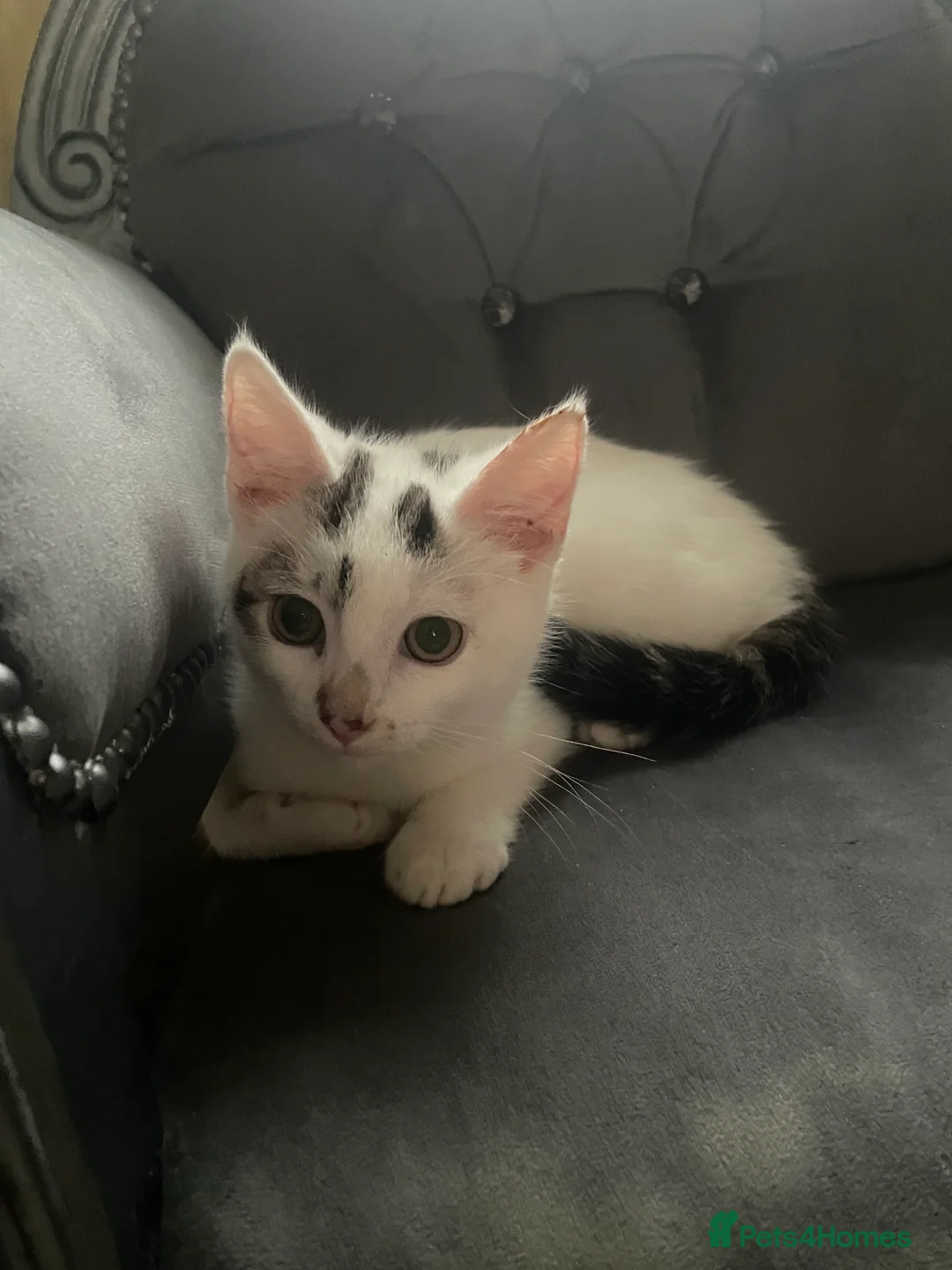 Mixed Breed cats for sale: Kittens for sale bradford - Advert 5