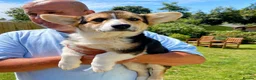Welsh Corgi Pembroke dogs for sale: Hand reared Pembroke Corgis in Tenby - Advert 9