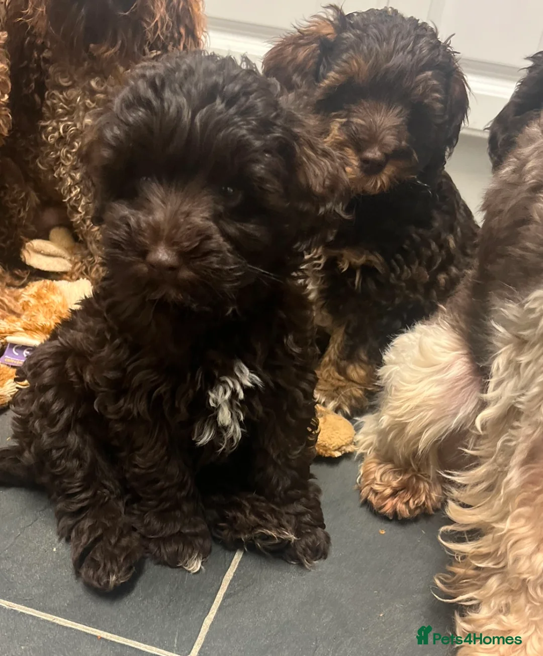 Toy Poodle dogs for stud: K.C Chocolate ToyPoodle at Stud in Coventry - Advert 34