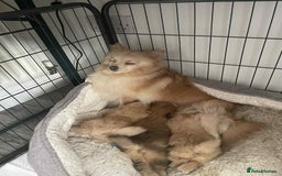 Pomeranian dogs for sale: Pomeranian puppies  - Image 7