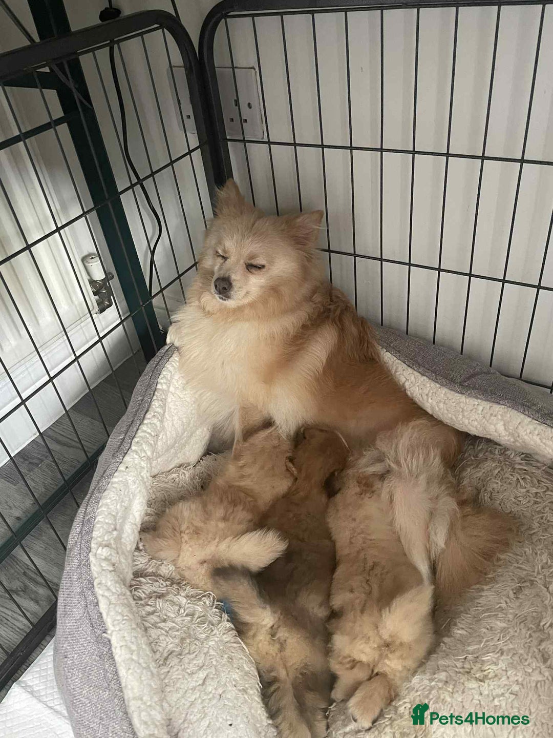 Pomeranian dogs for sale: Pomeranian puppies  - Image 7