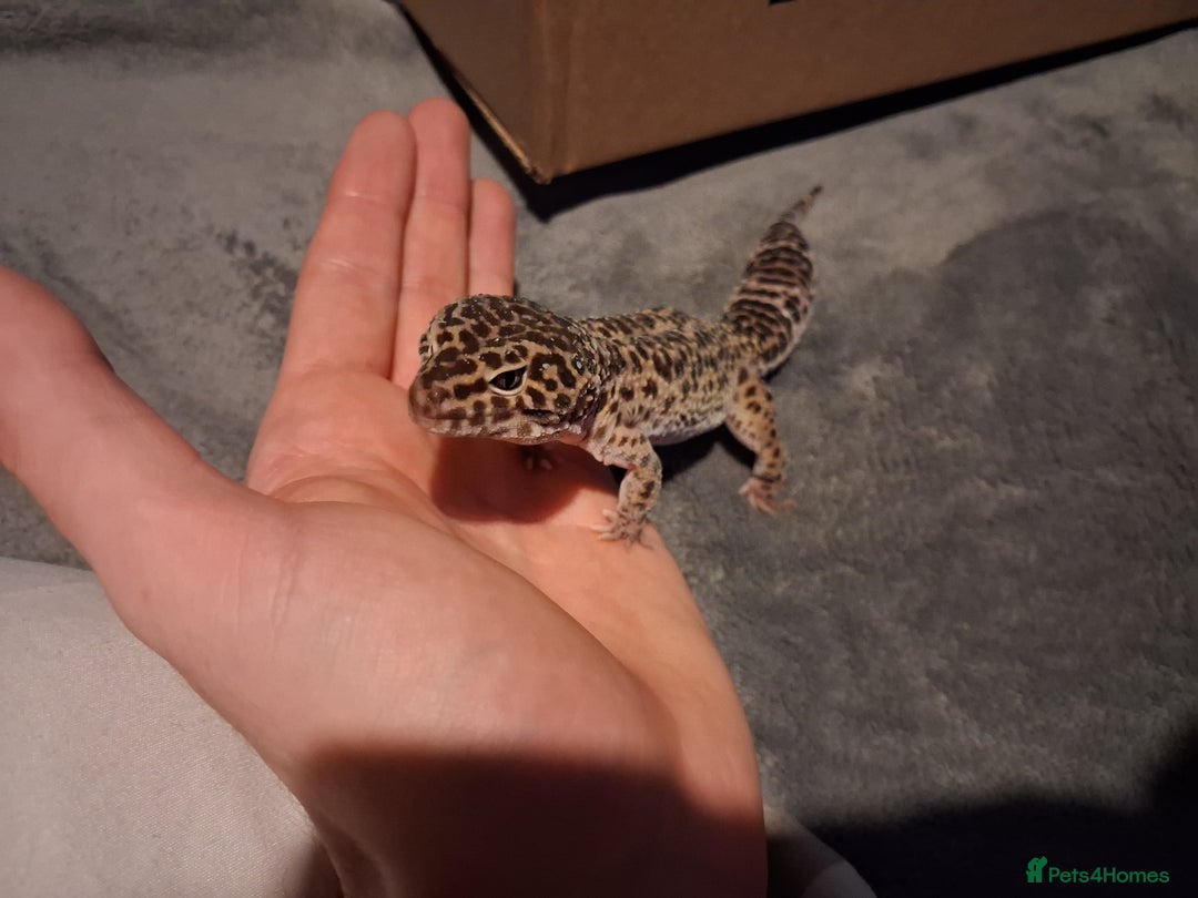Leopard Gecko reptiles for sale: £20 Leopard geckos - Advert 5
