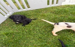 Cocker Spaniel dogs for sale: Cocker spaniel puppies  - Image 13