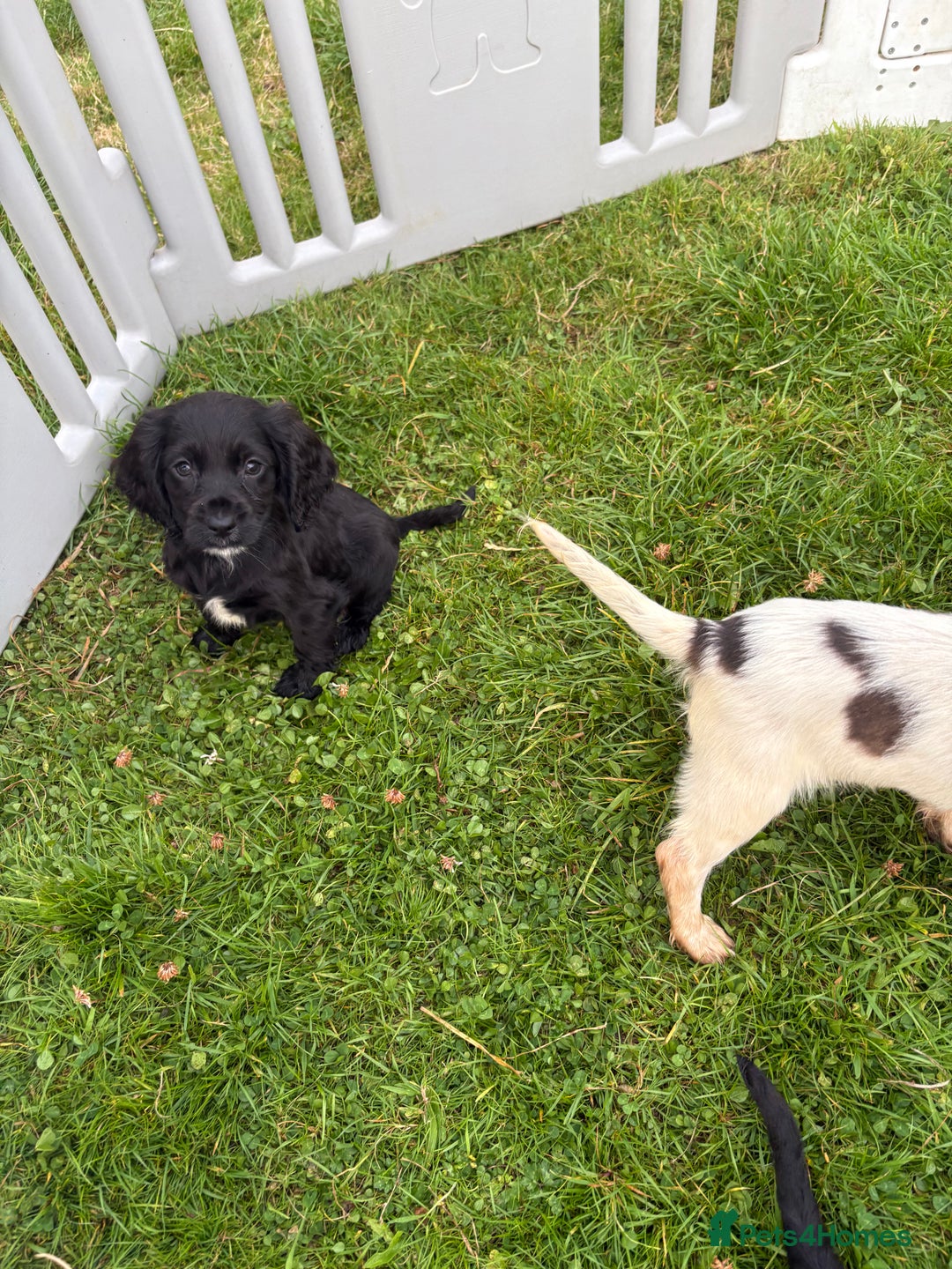 Cocker Spaniel dogs for sale: Cocker spaniel puppies  - Image 13