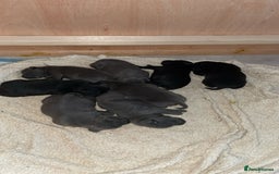 Staffordshire Bull Terrier dogs for sale: Chunky Staffy puppies excellent bloodline - Image 3