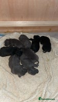 Staffordshire Bull Terrier dogs - Advert 11
