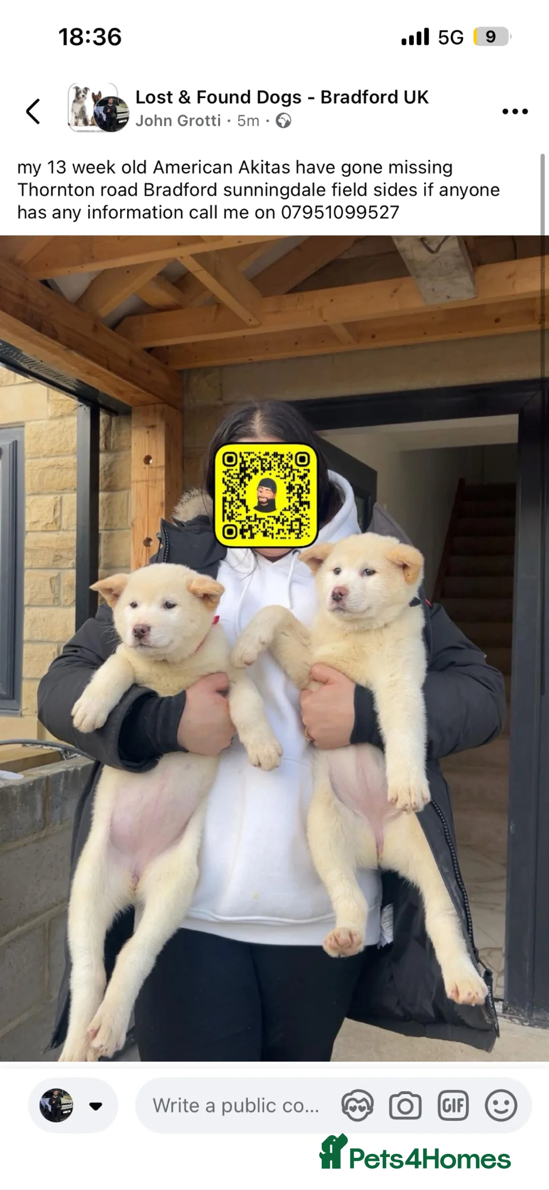 Akita dogs for sale: American Akita puppies in Bradford - Advert 4