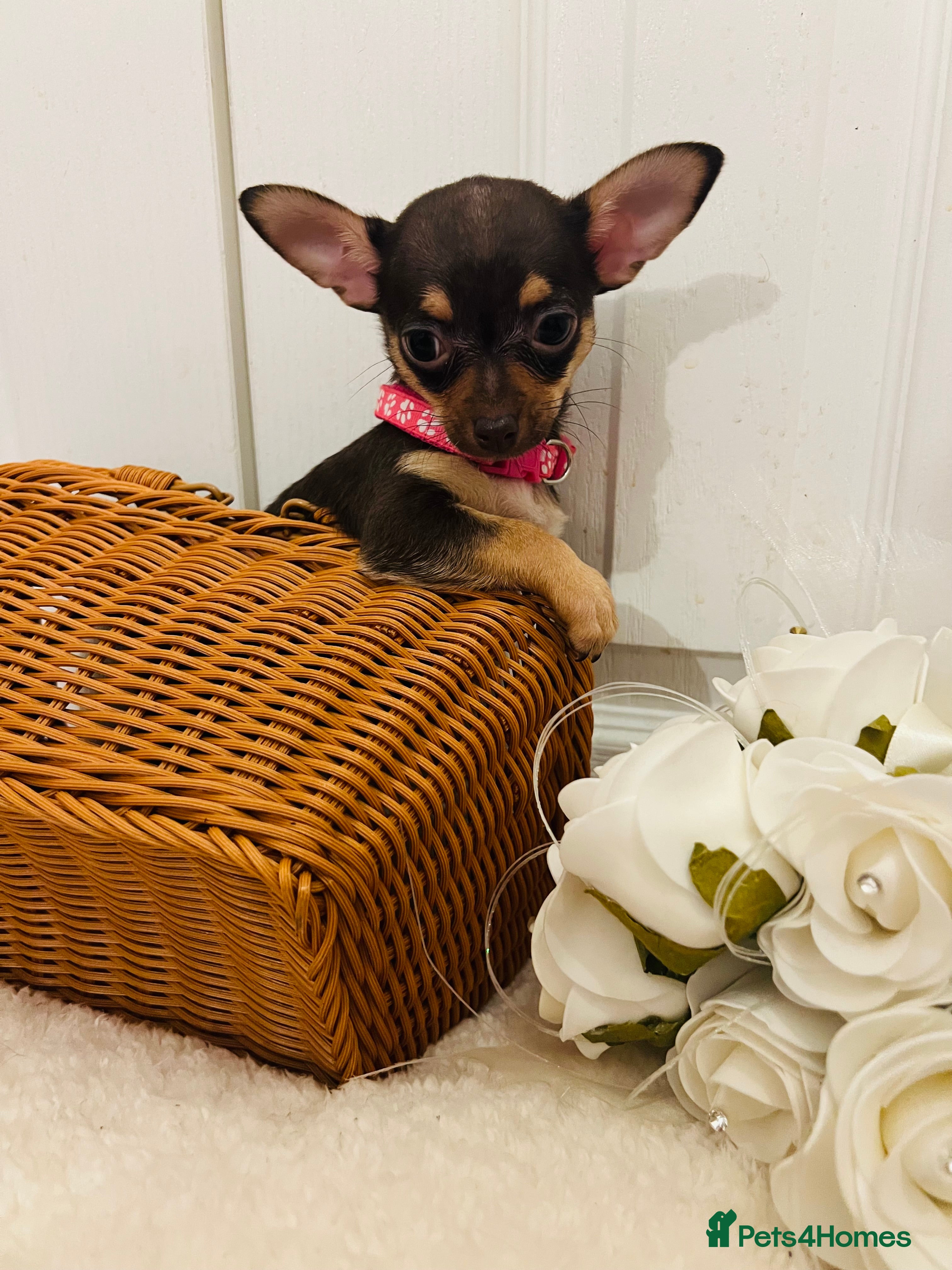 Chihuahua dogs Beautiful chocolate and tan girls - 2 left - Advert 8