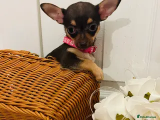 Chihuahua dogs Beautiful chocolate and tan girls - 2 left - Advert 8