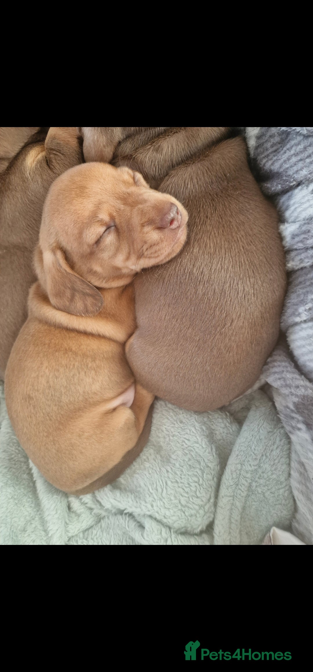 Dachshund dogs Dashund puppies - Advert 13