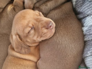 Dachshund dogs Dashund puppies - Advert 1