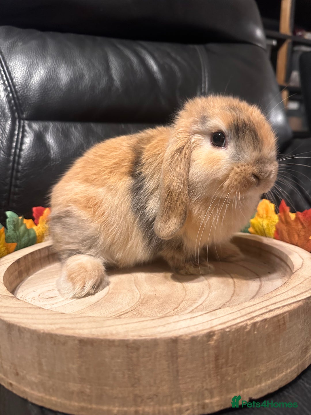 Mini Lop rabbits for sale: Baby mini lops  - Advert 5