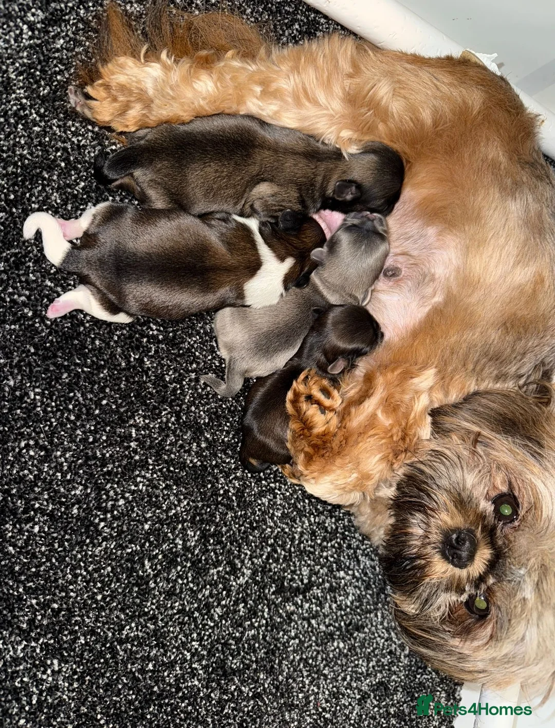 Shih Tzu dogs for sale: 🩷 Stunning Tiny KC Shih Tzu Puppies 💙 - Advert 20