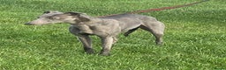 Whippet dogs for sale: 4 beautiful whippet puppies - Advert 23