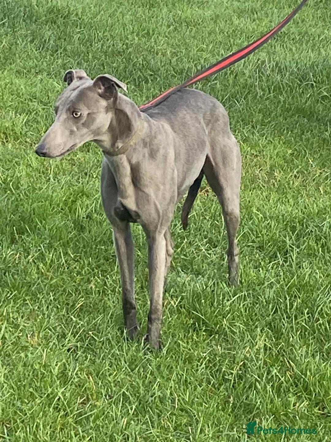 Whippet dogs for sale: 4 beautiful whippet puppies - Advert 23