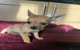 Chihuahua dogs for sale: Adorable chihuahua puppies ready now - Image 3