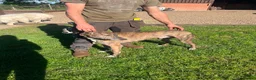 Lurcher dogs for sale: Lurcher puppies  - Advert 6