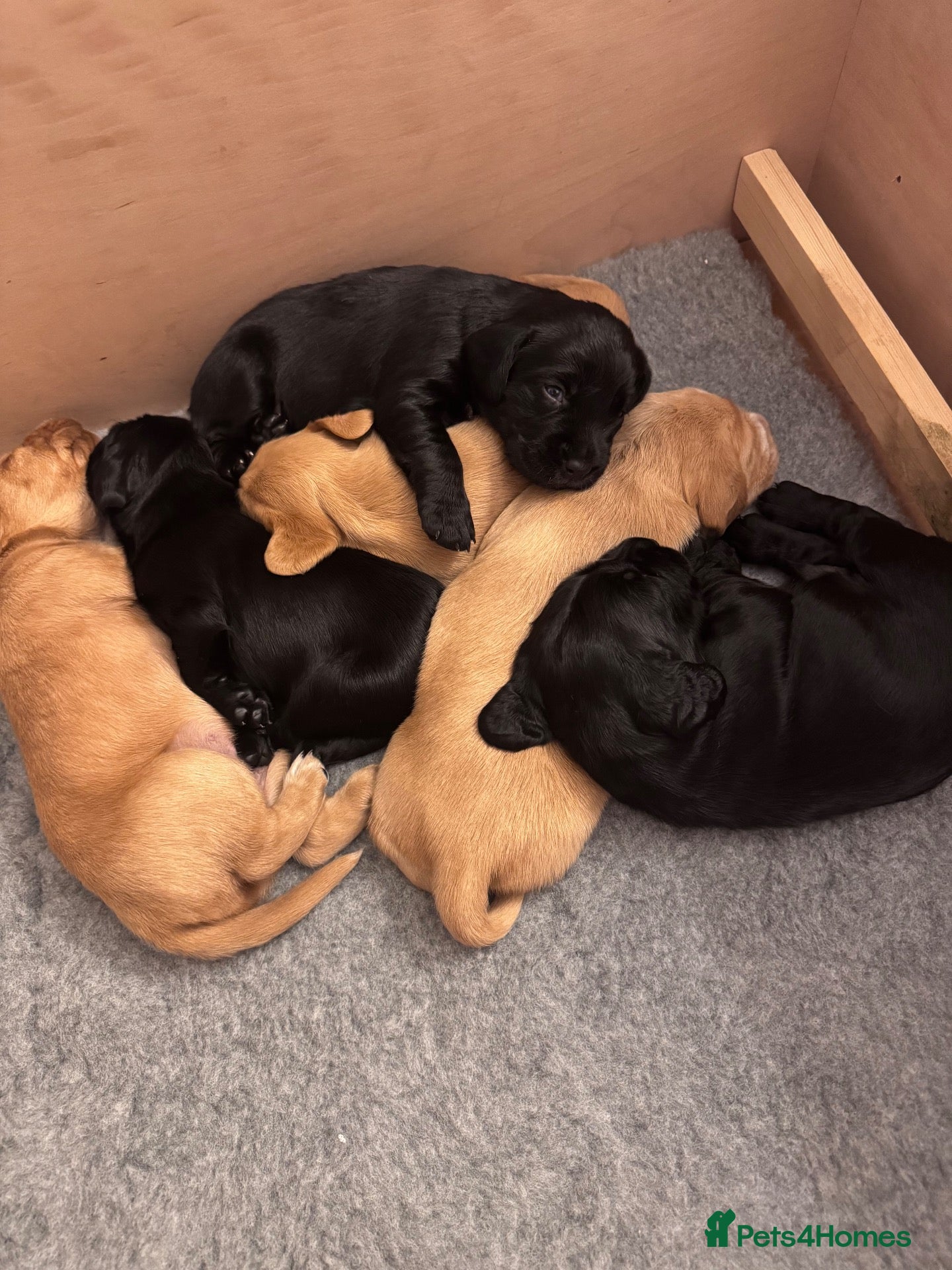 Cockerdor dogs 🐾 Beautiful Cockerdor Puppies ❤️ - Advert 1