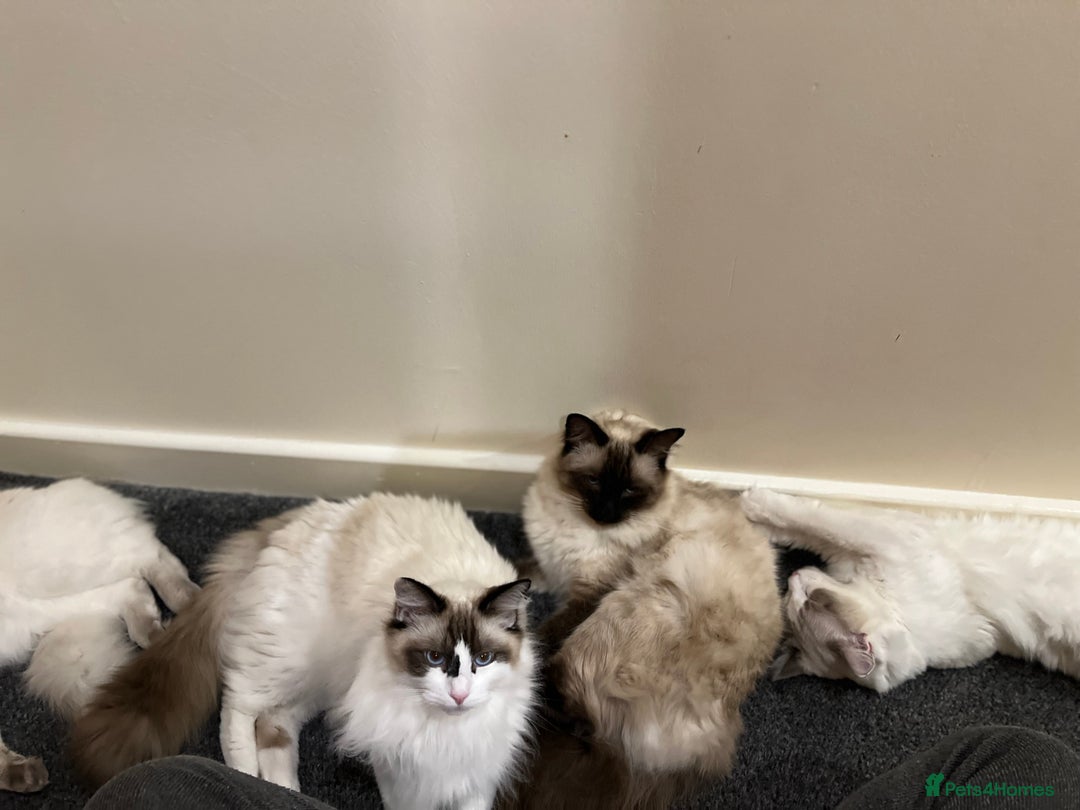 Ragdoll cats for sale:  Rehoming Ragdoll Cats. Indoor Homes Onlyz  - Image 8