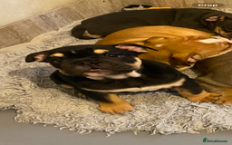 English Bulldog dogs for sale: Pedigree English bulldogs top-lines (7 weeks old)  - Image 2