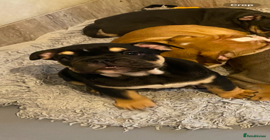 English Bulldog dogs - Advert 12