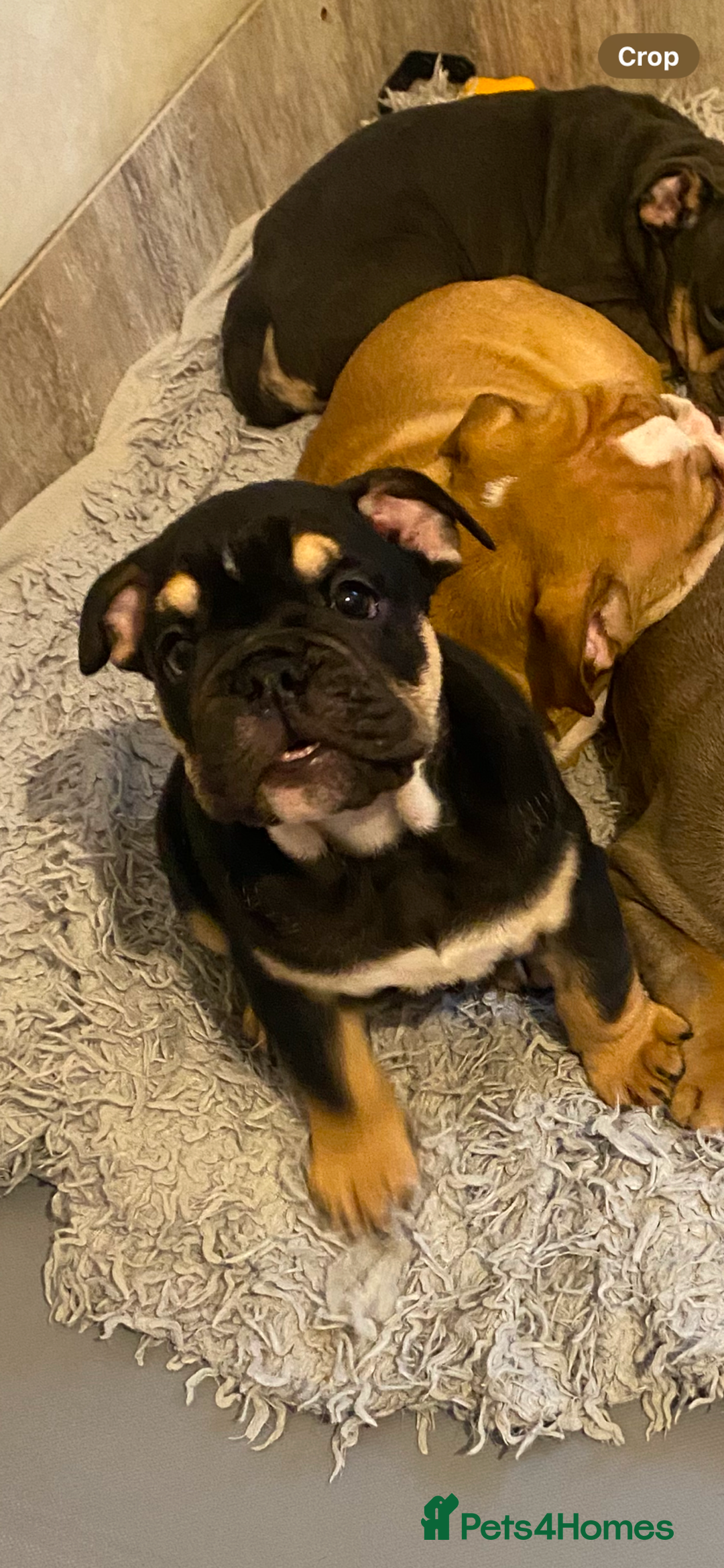 English Bulldog dogs for sale: Pedigree English bulldogs top-lines (7 weeks old)  - Image 2