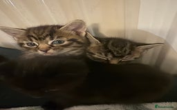 British Shorthair cats for sale: 4 lovely little kittens  - Advert 10