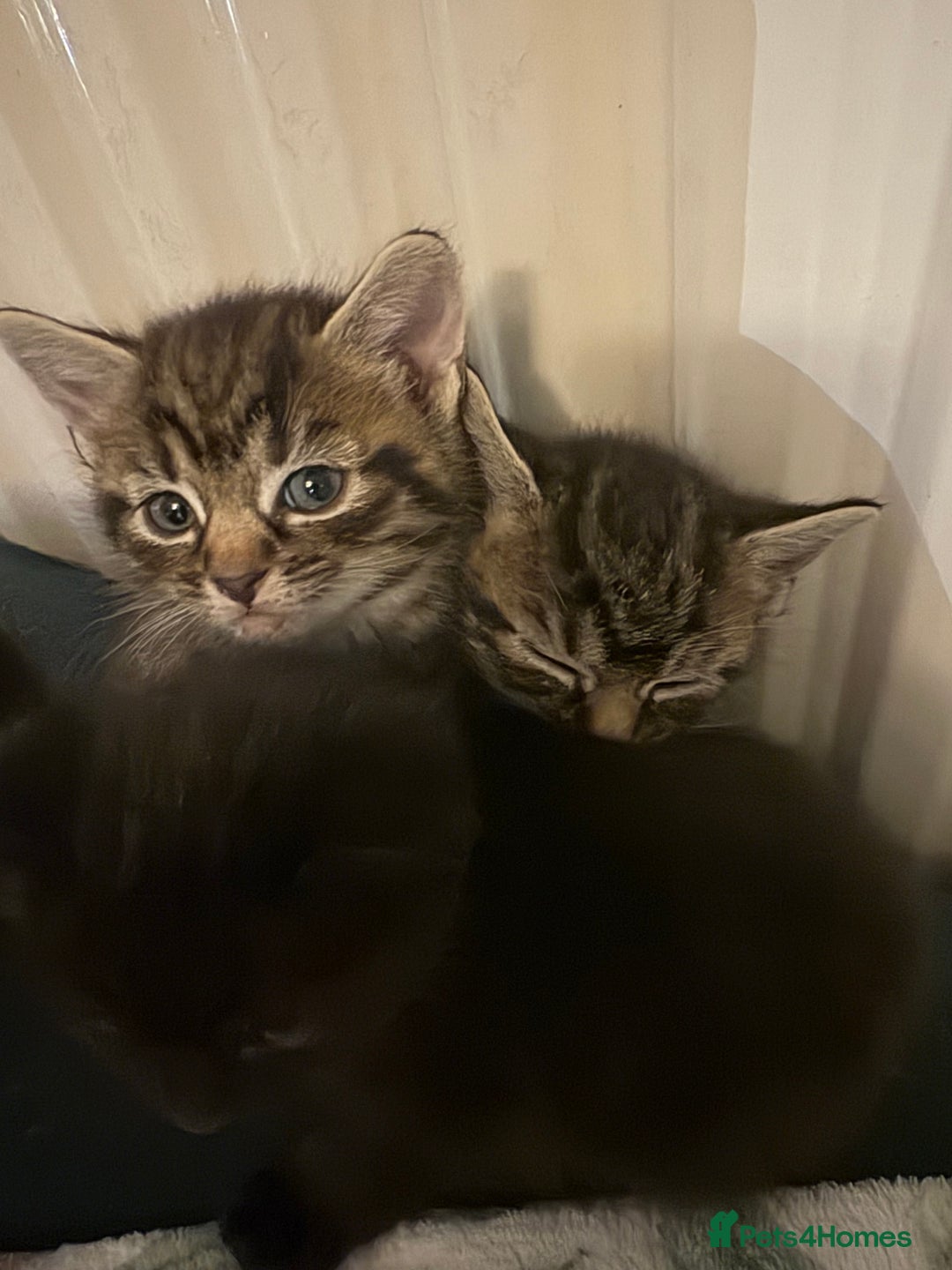 British Shorthair cats for sale: 4 lovely little kittens  - Advert 10