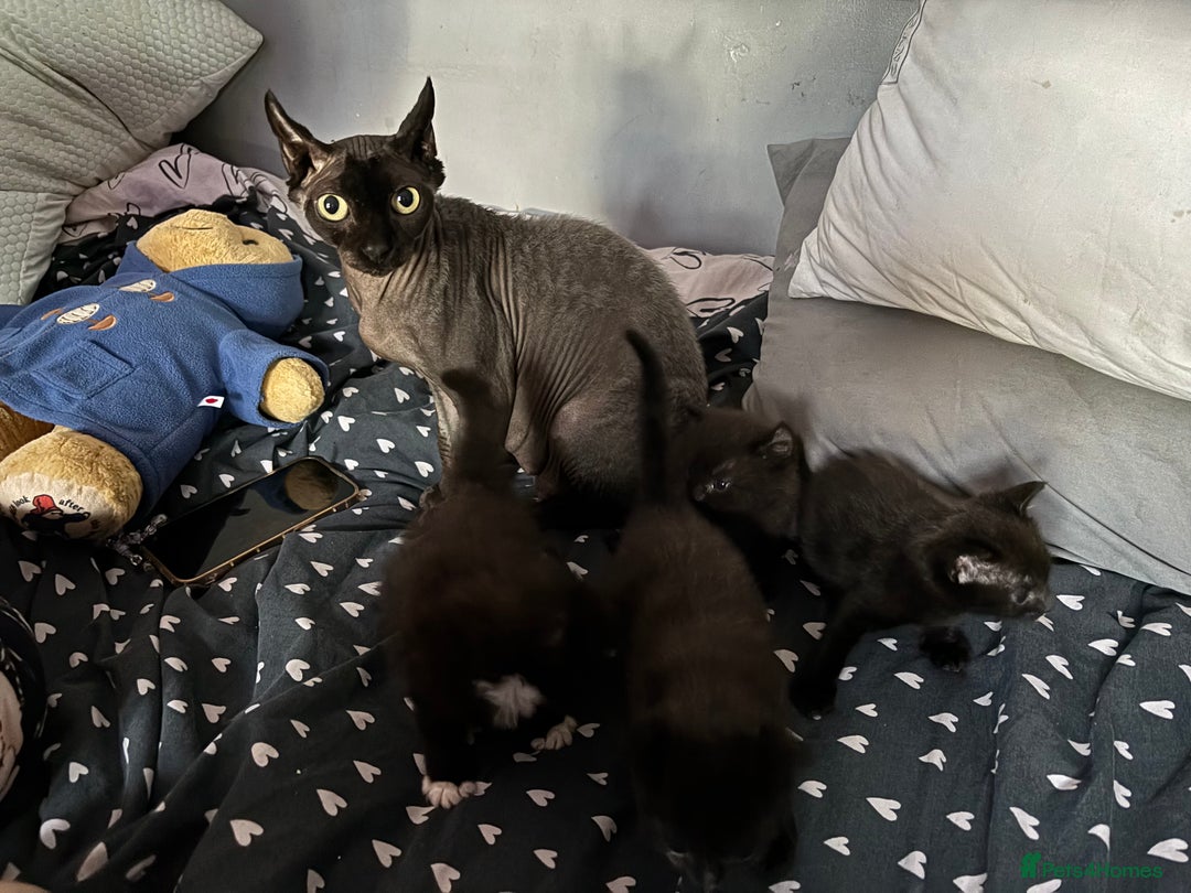 Mixed Breed cats for sale: Sphynx cross kittens - Image 2