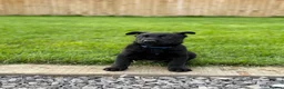 Belgian Shepherd Dog dogs for sale: EXCEPTIONAL WORKING LINE SHEPHERDS! - Advert 12