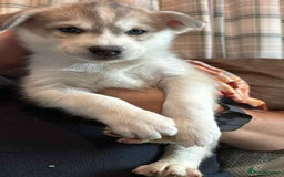 Siberian Husky dogs for sale: Siberian husky  - Image 2