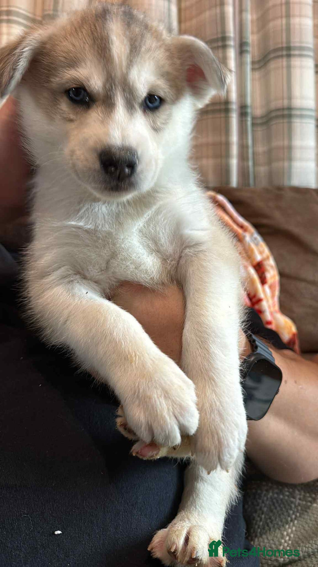 Siberian Husky dogs for sale: Siberian husky  - Image 2