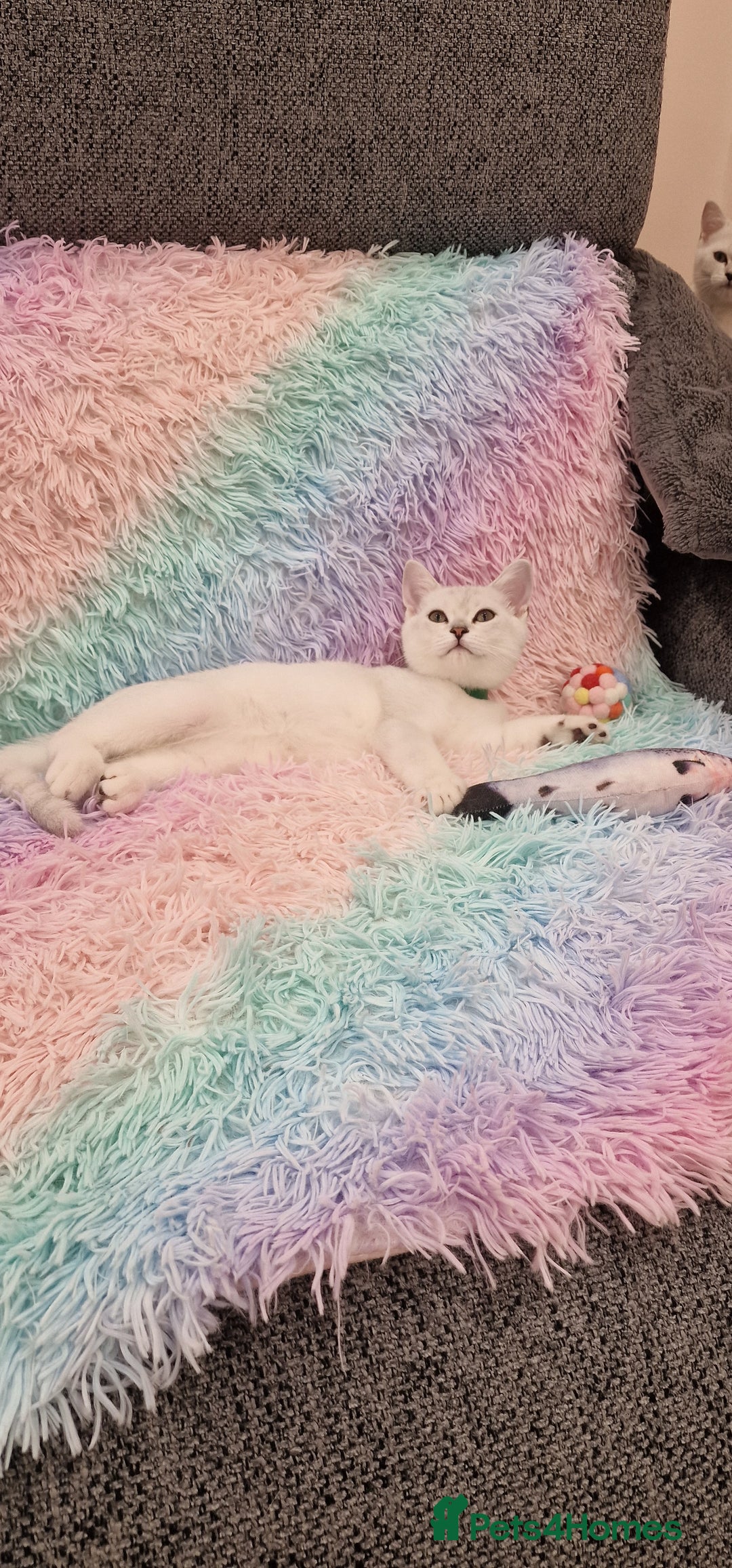 British Shorthair cats for sale: British Shorthair Silver Chinchilla  - Image 8