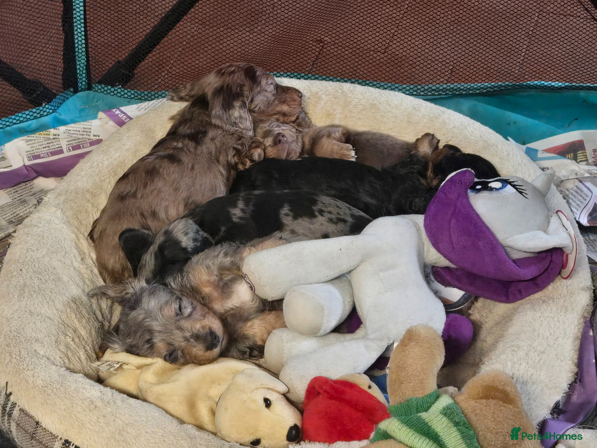 Dachshund dogs for sale: 5 gorgeous dachshund puppies for loving homes in Ludlow - Advert 13