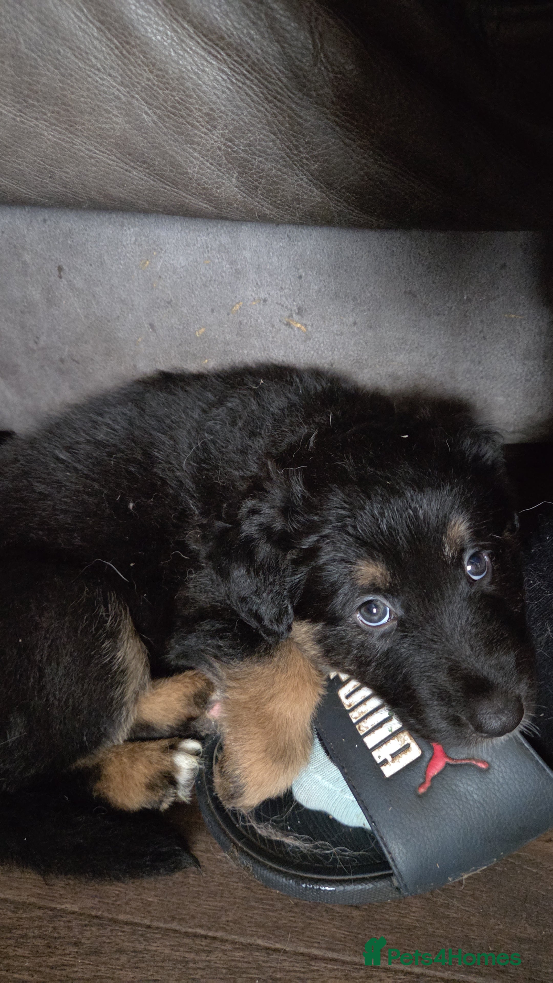 Mixed Breed dogs Shollie Puppies for Sale - Advert 2