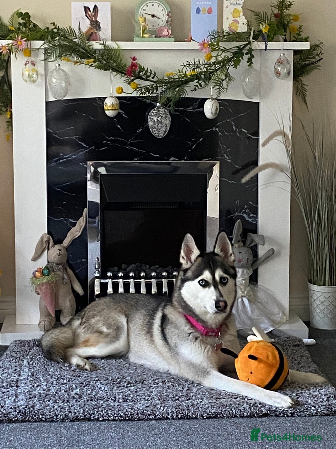 Siberian Husky dogs for sale: Beautiful Female Husky  - Image 7