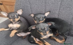 Miniature Pinscher dogs for sale: Prague Ratter– Mini Pinscher Puppies - Image 8