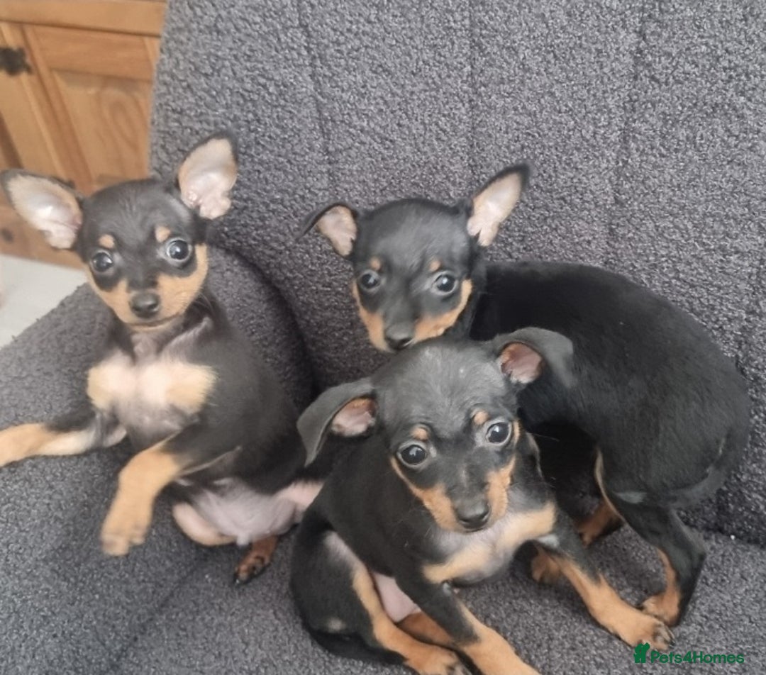 Miniature Pinscher dogs for sale: Prague Ratter– Mini Pinscher Puppies - Image 8