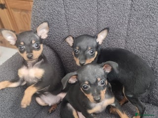 Miniature Pinscher dogs - Advert 9