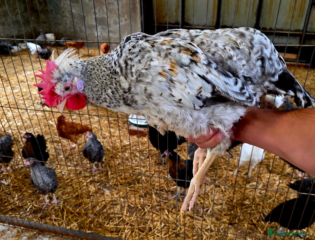 Chickens poultry for sale: White Orpington, Speckled Marans, Cream Legbars X - Image 9