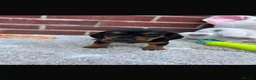 Dachshund dogs for sale: 5 gorgeous miniature dachshund puppy’s🐶 in Cullompton - Advert 34