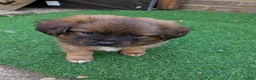 Mixed Breed dogs for sale: Cavajack x Pomeranian puppies  in Dereham - Advert 36