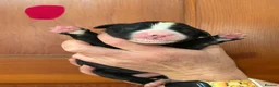 Bernese Mountain Dog dogs for sale: Bernese mountain dog x labernese puppies - Advert 3