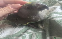 Parrots birds for sale: Myner parrort  - Image 5