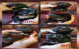 Staffordshire Bull Terrier dogs for sale: KC registered Champions Bloodline Show Quality  - Image 1