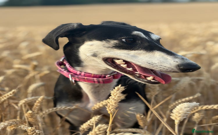 Mixed Breed dogs - Advert 11